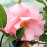 Camellia hybrid 'Taylor's Perfection'