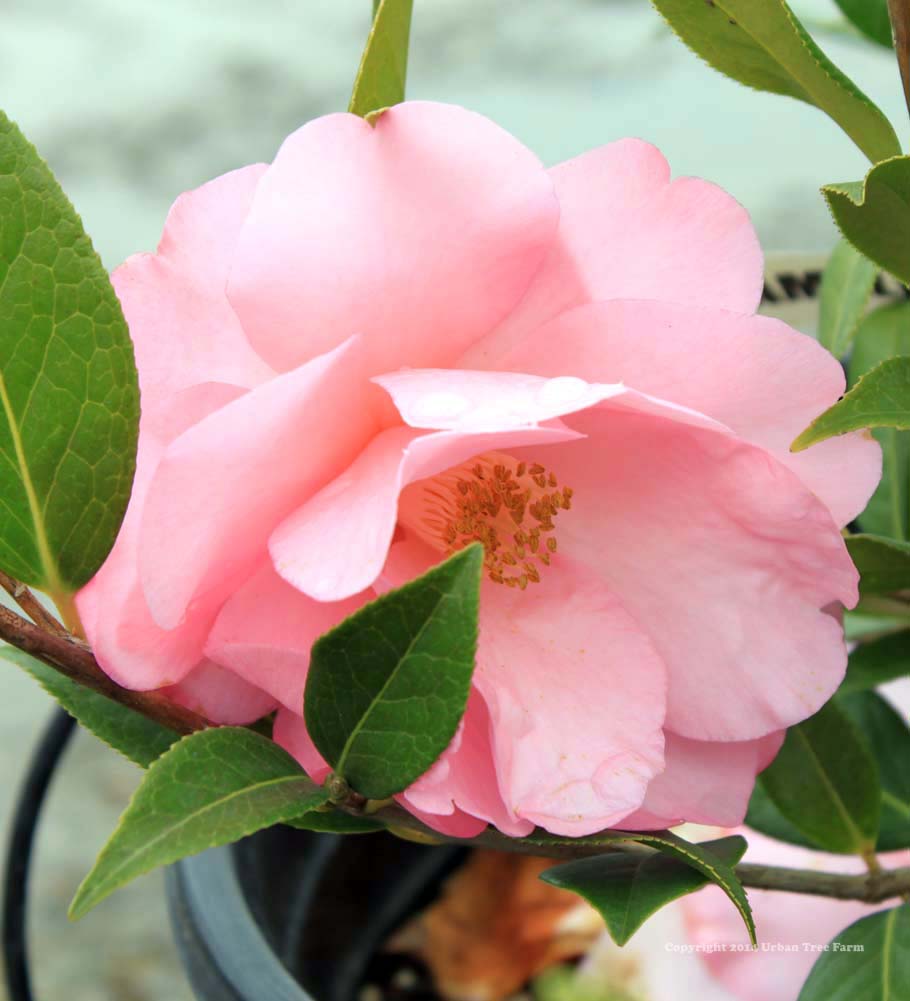 Camellia-hybrid-Taylors-Perfection-a Camellia hybrid 'Taylor's Perfection' - Image 1