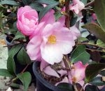 Camellia hybrid 'Taylor's Perfection' - Image 2