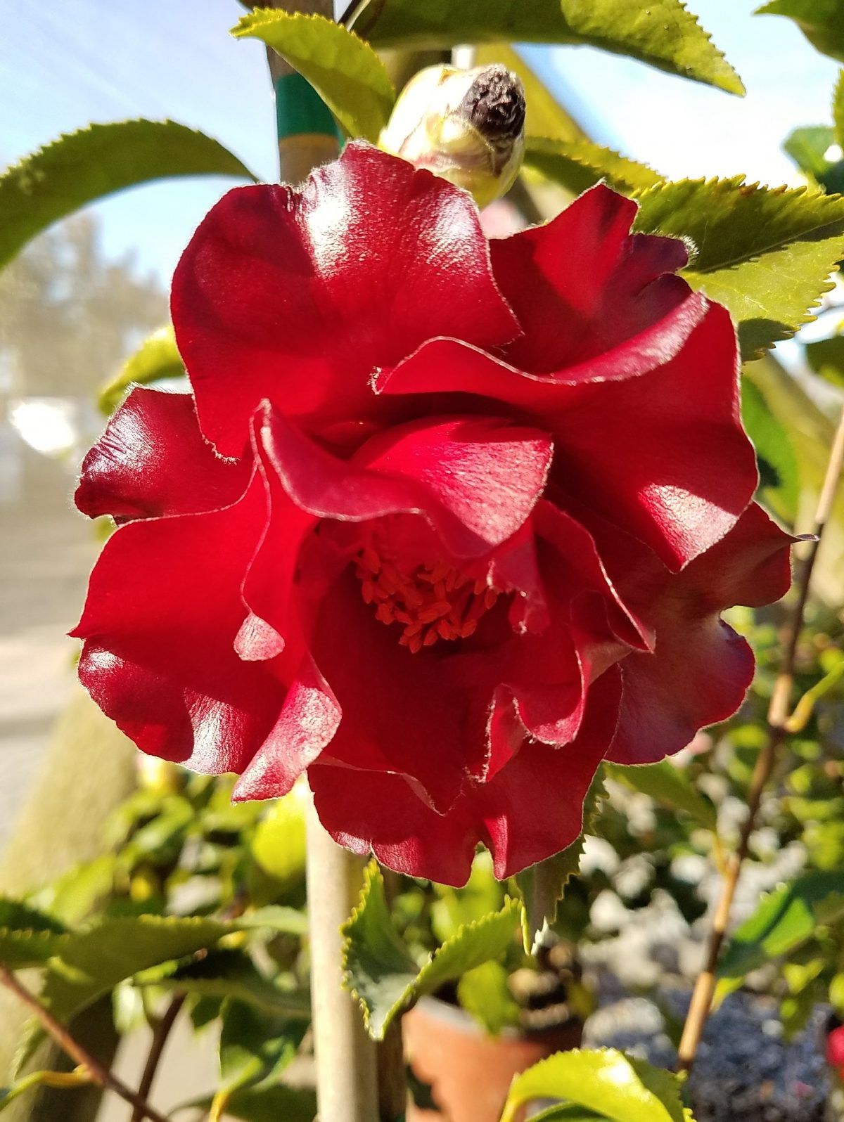 Camellia japonica Black Magic a scaled