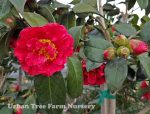 Camellia japonica 'Bob Hope' STD