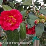 Camellia japonica 'Bob Hope' STD