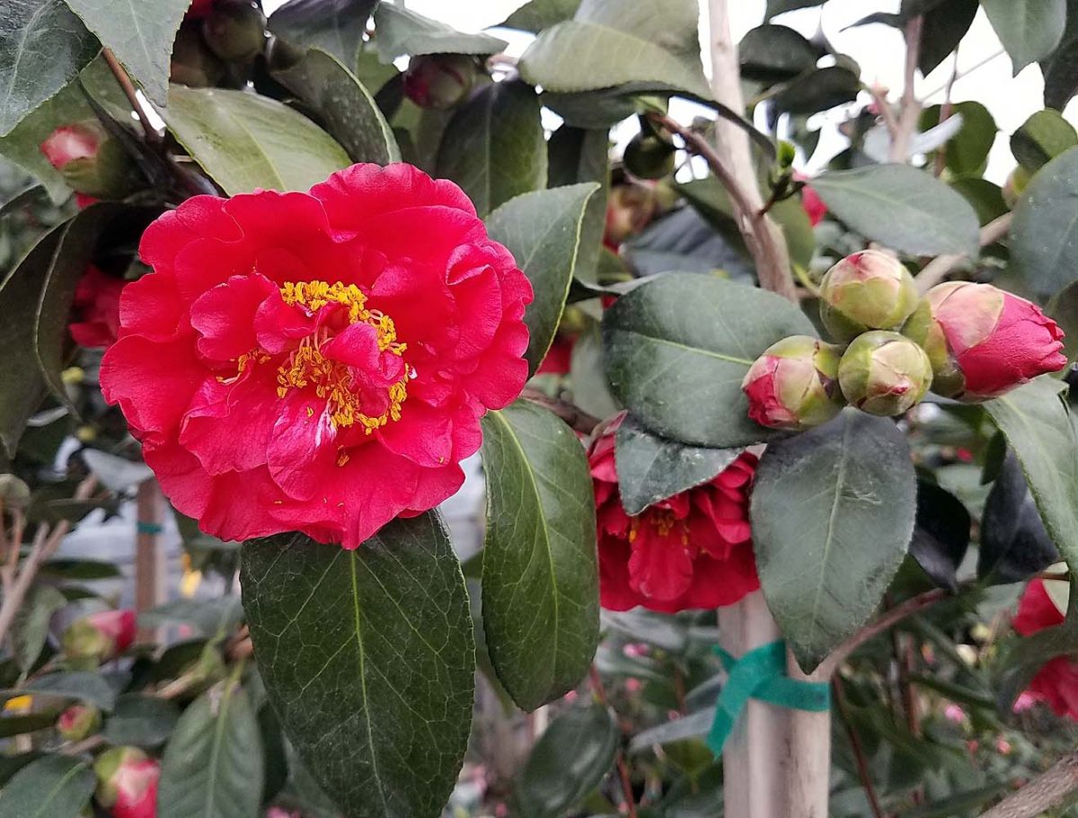 Camellia japonica Bob Hope a