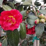 Camellia japonica 'Bob Hope'