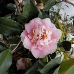 Camellia japonica 'CM Wilson'