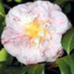 Camellia japonica 'Carter's Sunburst'