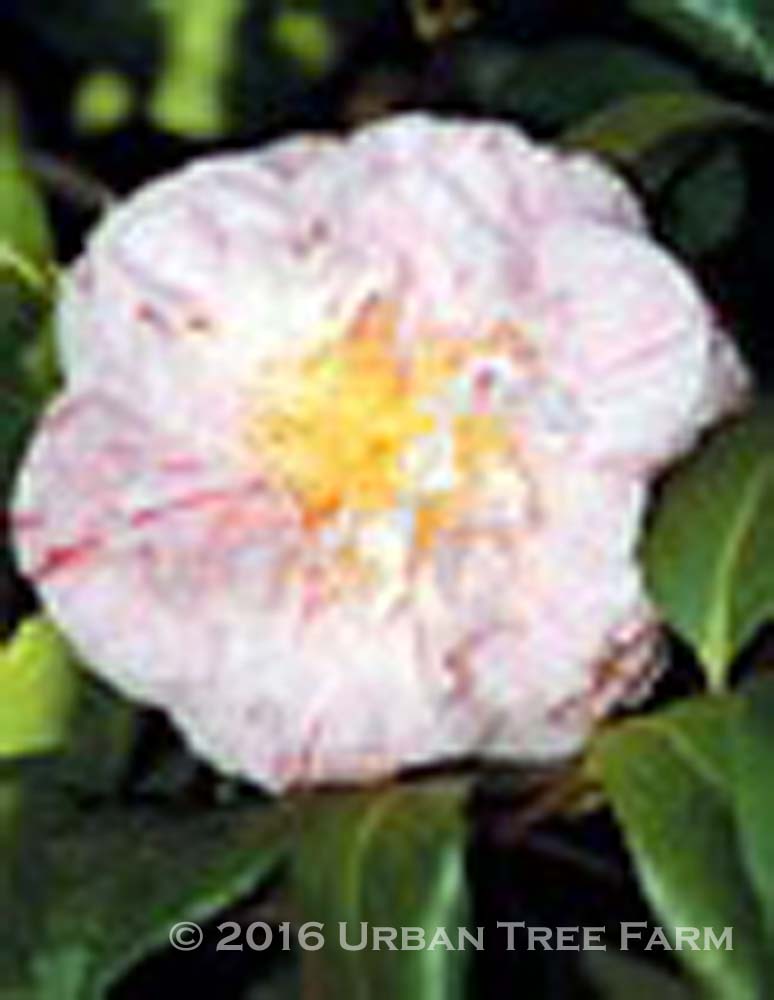 Camellia-japonica-Carters-Sunburst-a Camellia japonica 'Carter's Sunburst' - Image 1