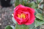 Camellia japonica 'Chandleri Elegant'