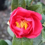 Camellia japonica 'Chandleri Elegant'