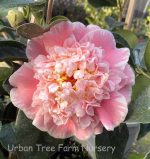 Camellia japonica 'Chandleri Elegant' - Image 2