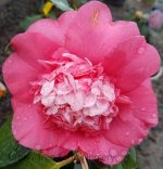 Camellia japonica 'Chandleri Elegant' - Image 3