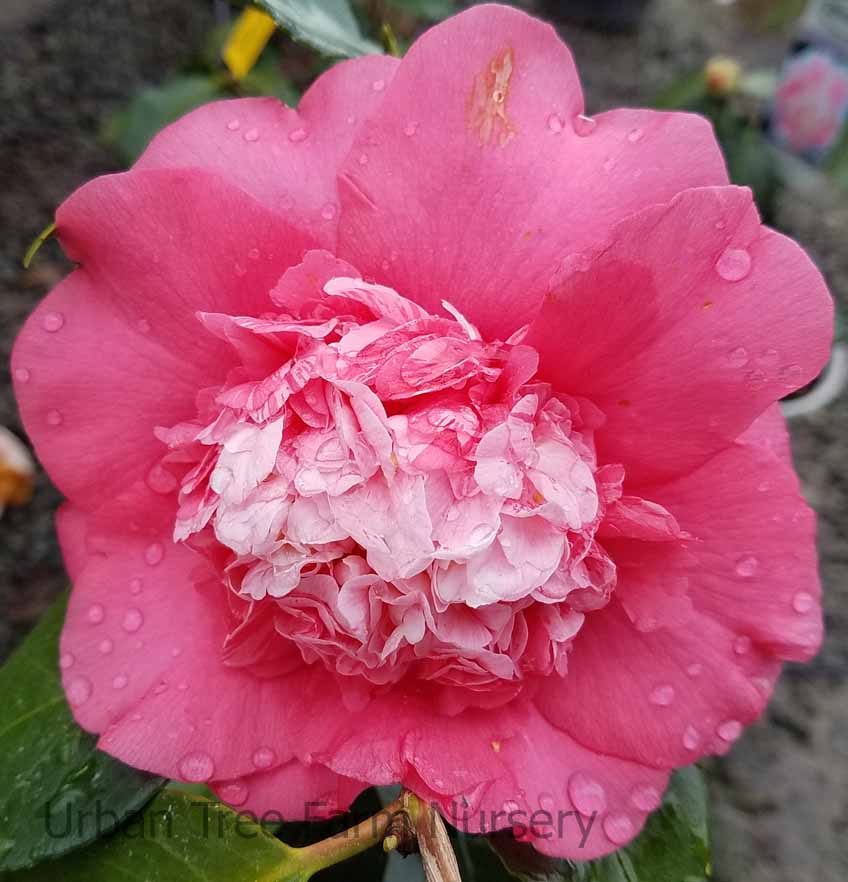 Camellia japonica 'Chandleri Elegant' | Urban Tree Farm Nursery