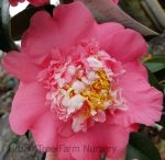 Camellia japonica 'Chandleri Elegant' - Image 4