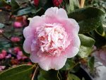 Camellia japonica 'Chandleri Elegant' - Image 5