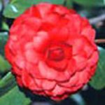 Camellia japonica 'Colonel Fiery'