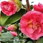 Camellia japonica 'Covina' STD