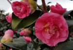 Camellia japonica 'Covina'