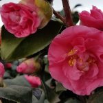 Camellia japonica 'Covina'