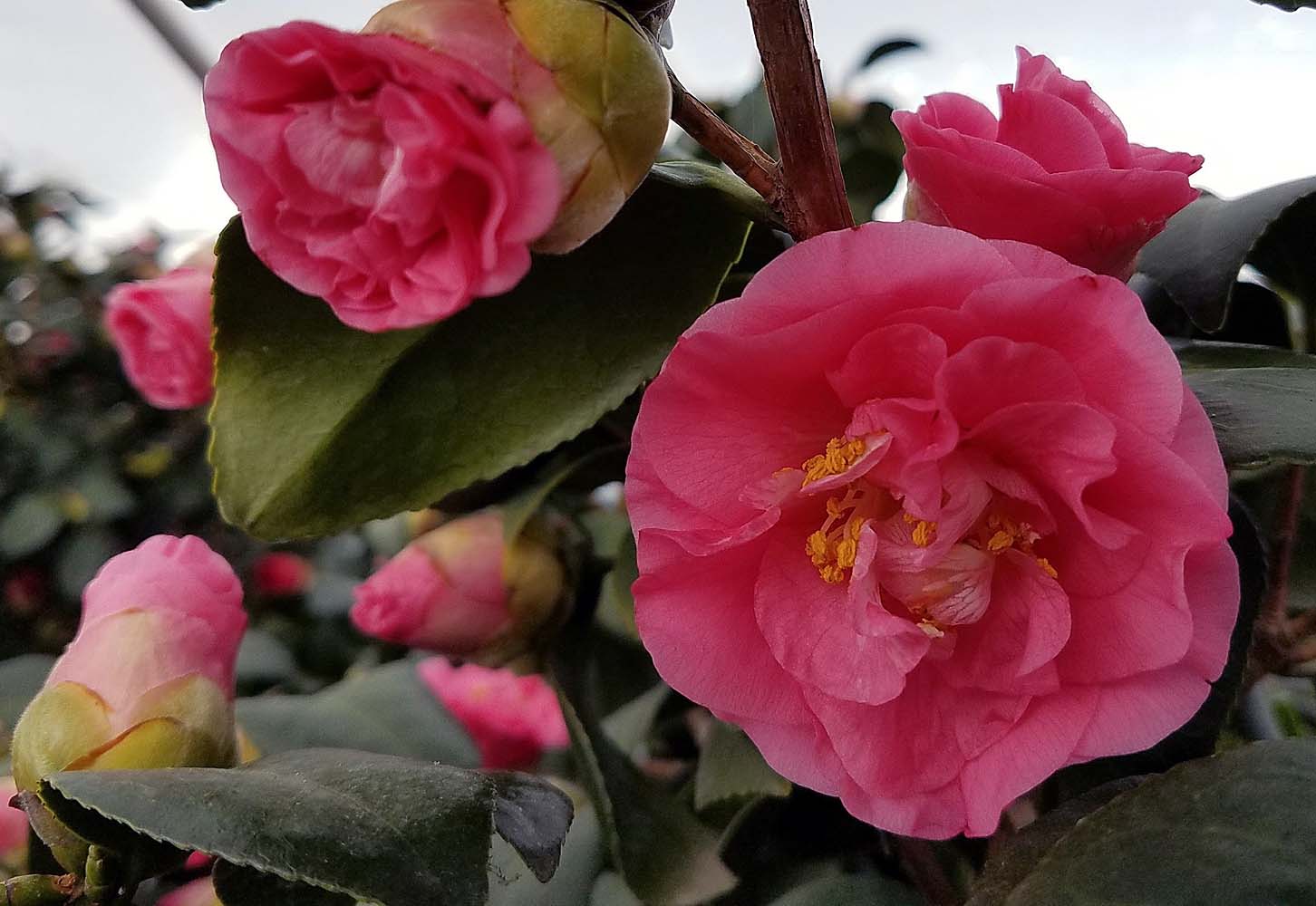 Camellia-japonica-Covina-a Camellia japonica 'Covina' - Image 1