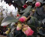Camellia japonica 'Covina' - Image 2