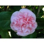 Camellia japonica 'Debutante' STD