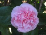 Camellia japonica 'Debutante'