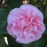 Camellia japonica 'Debutante'
