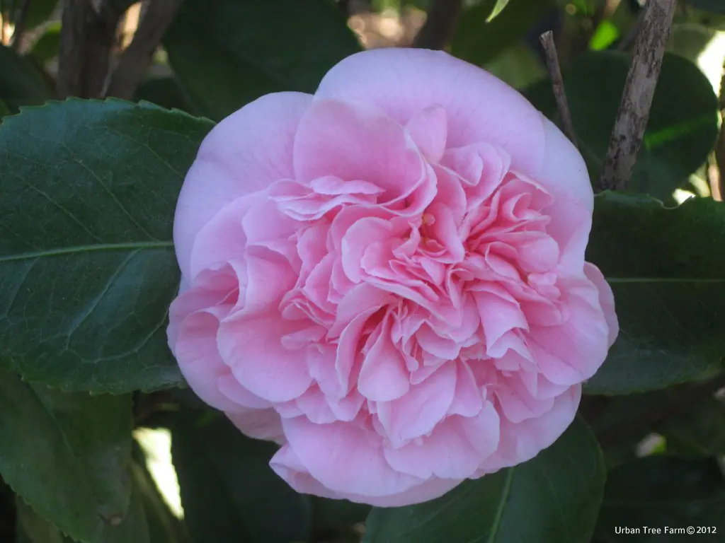 Camellia japonica 'Debutante' | Urban Tree Farm Nursery