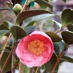 Camellia japonica 'Hana-fuki'