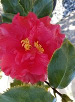 Camellia japonica 'Holly Bright' - Image 3