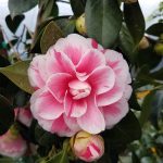Camellia japonica 'Jordon's Pride'