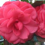 Camellia japonica 'Julia Drayton'