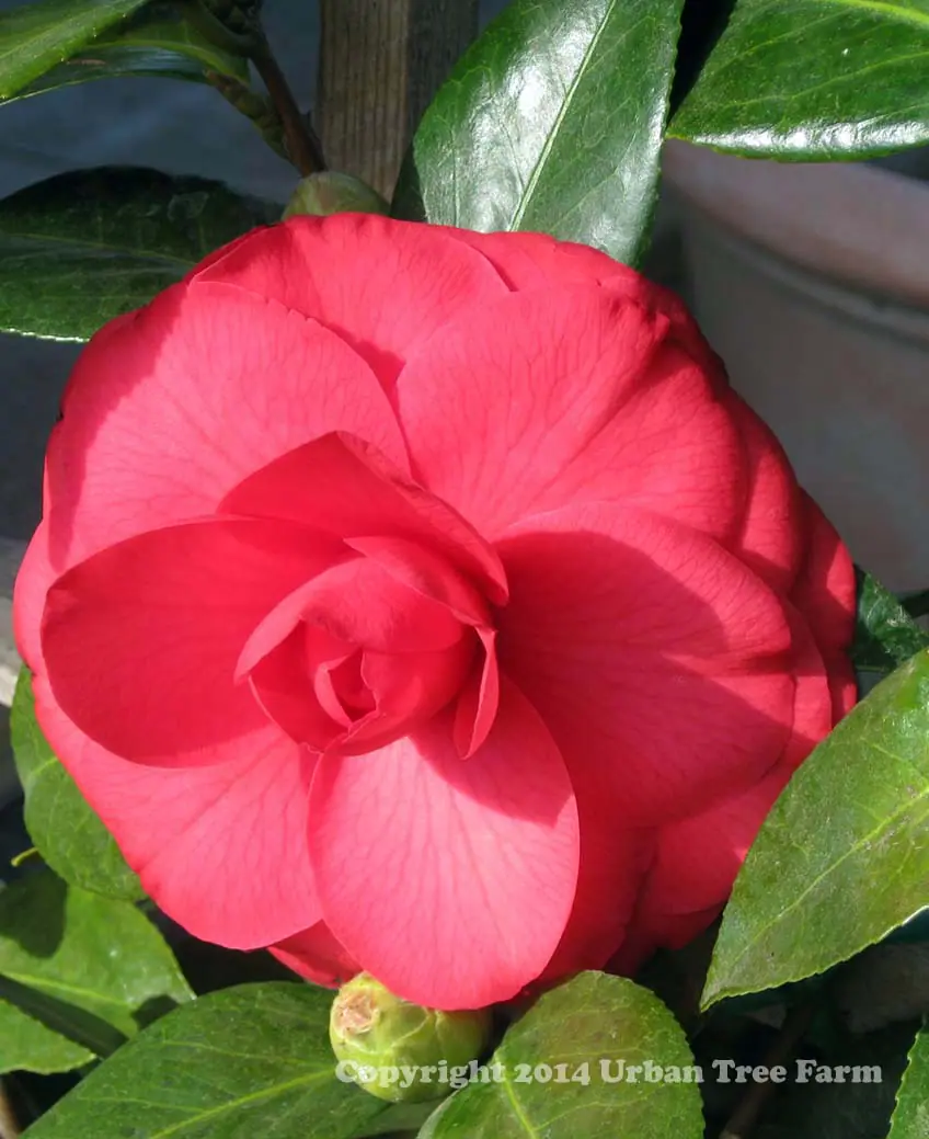 Camellia japonica 'Julia Drayton' | Urban Tree Farm Nursery