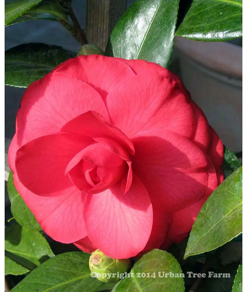 Camellia japonica 'Julia Drayton' | Urban Tree Farm Nursery