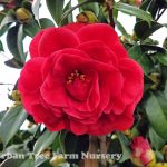 Camellia japonica 'Kramer's Supreme' STD