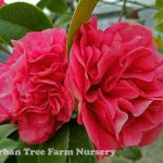 Camellia japonica 'Kramer's Supreme' TRELLIS