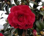 Camellia japonica 'Kramer's Supreme'