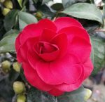 Camellia japonica 'Kramer's Supreme' - Image 2
