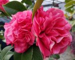 Camellia japonica 'Kramer's Supreme' - Image 3