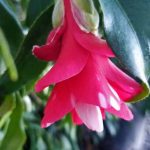 Camellia japonica 'Kujaka Tsubaki'