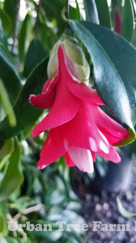 Camellia japonica 'Kujaka Tsubaki' | Urban Tree Farm Nursery