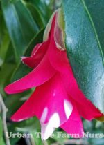 Camellia japonica 'Kujaka Tsubaki' - Image 2