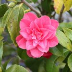 Camellia japonica 'Kumasaka'