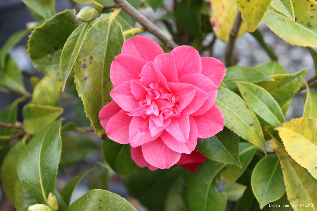 Camellia-japonica-Kumasaka-a Camellia japonica 'Kumasaka' - Image 1