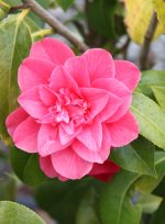 Camellia japonica 'Kumasaka' - Image 2
