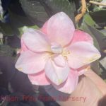 Camellia japonica 'Magnoliaeflora'