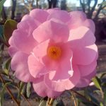 Camellia japonica 'Marie Bracie' STD