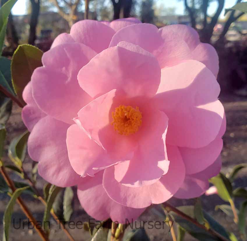 Camellia-japonica-Marie-Bracie-STD-a Camellia japonica 'Marie Bracie' STD - Image 1