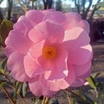 Camellia japonica 'Marie Bracie' TRELLIS