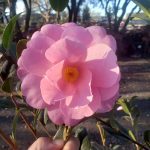 Camellia japonica 'Marie Bracie'